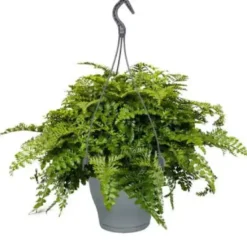 Asplenium Parvati vert. Le pot Ø 17 cm