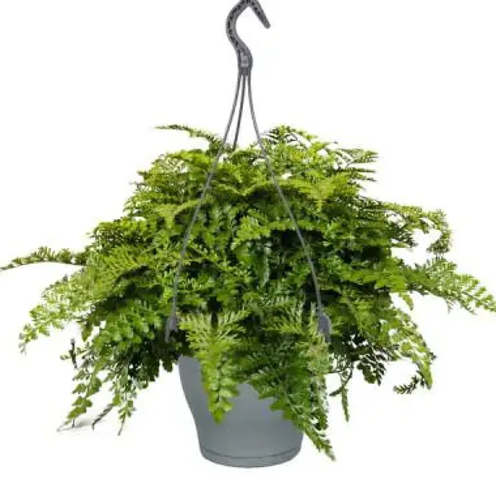 Asplenium Parvati vert. Le pot Ø 17 cm