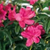 Azalée (Azalea) Encore Jewel violette. Le pot de 4 litres