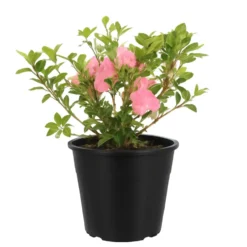 Azalée Japonaise (Azalea Japonica) 40/50 rose. Le pot de 7 litres