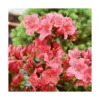 Azalée japonaise Glencora coloris rose. Le pot de 5 litres.