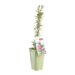 Baie De Goji Bio. Le pot de 2 litres