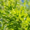 Bambou Phyllostachys Aurea. Le pot de 30 litres