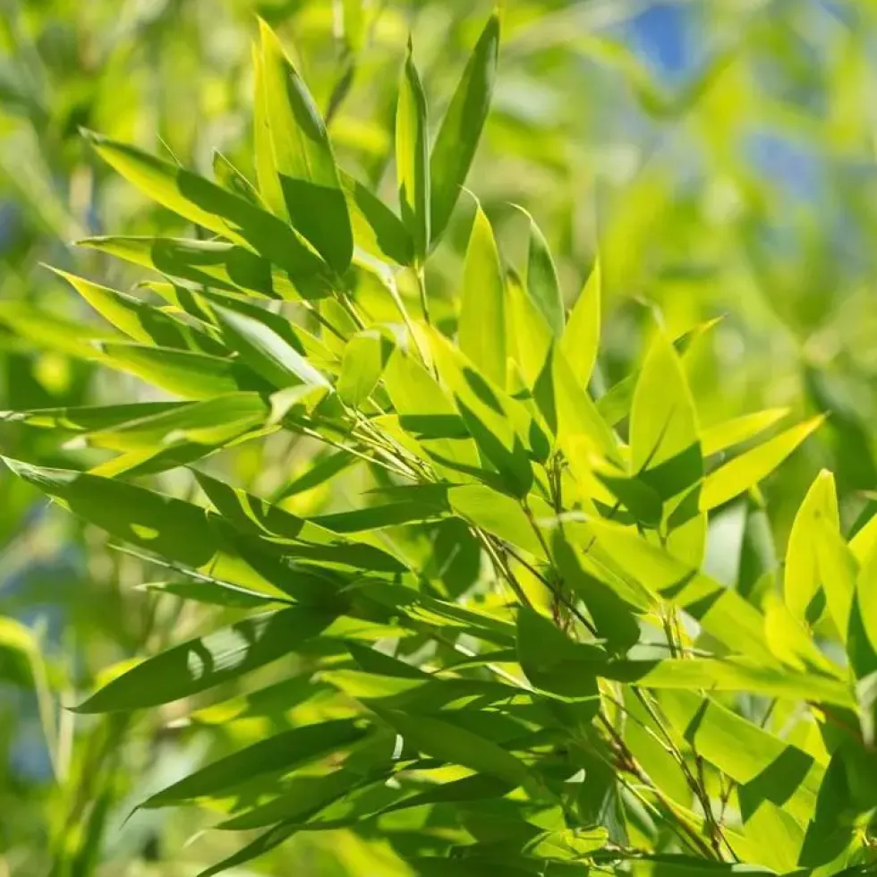 Bambou Phyllostachys Aurea. Le pot de 30 litres