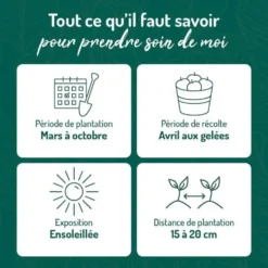 Basilic Citron Bio. Le pot de 1 litre