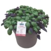 Basilic Duo Vert+Pourpre Bio. Le pot de 4,5 litres