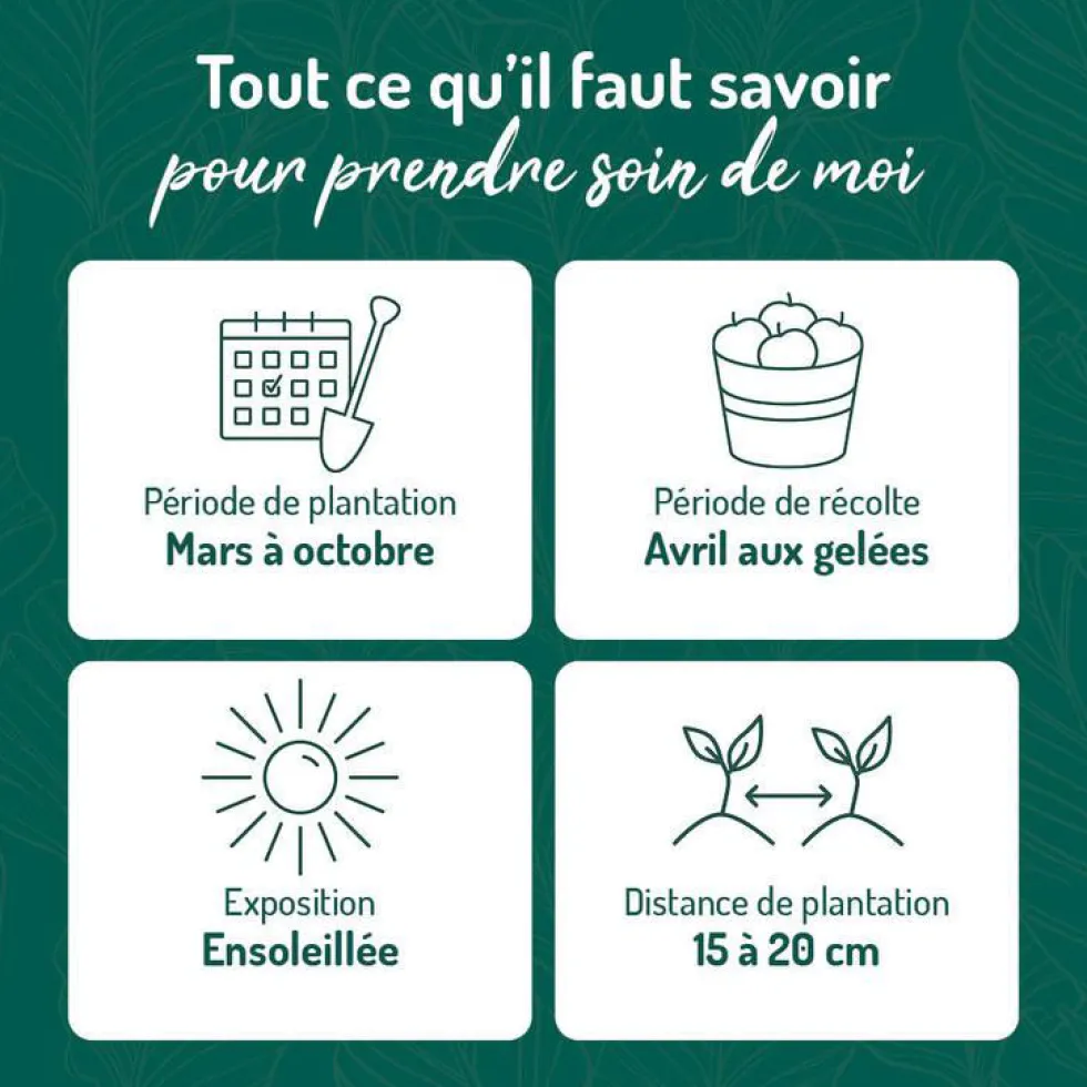 Basilic Fin Vert Bio. Le pot de 1 litre