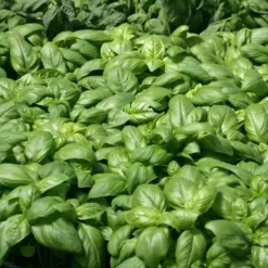 Basilic Grand Vert Bio. Le pot de 10,5 cm