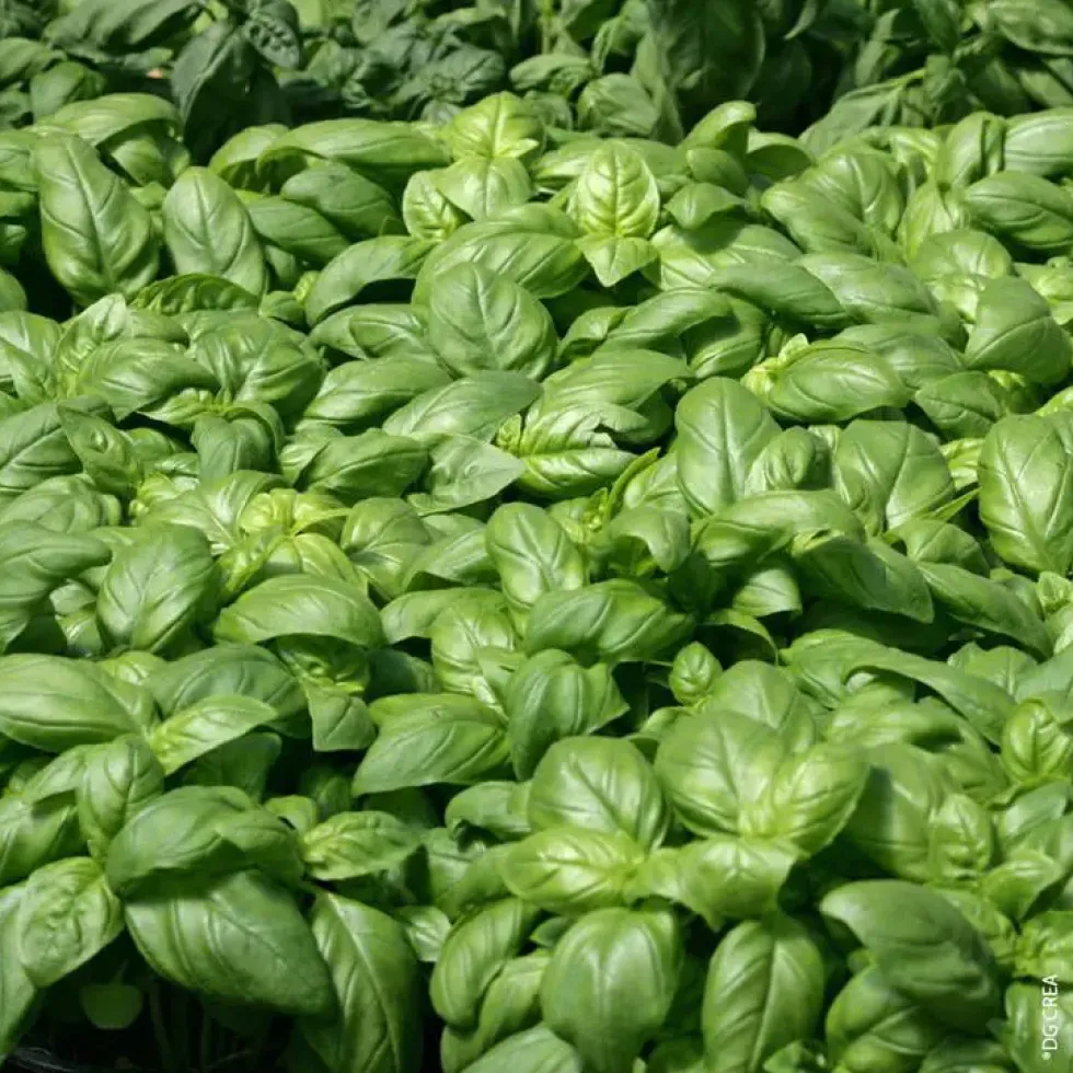 Basilic Grand Vert Bio. Le pot de 10,5 cm