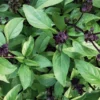 Basilic Thai Bio. Le pot de 1 litre