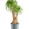 Beaucarnea coupe Ø25xH60/80 cm