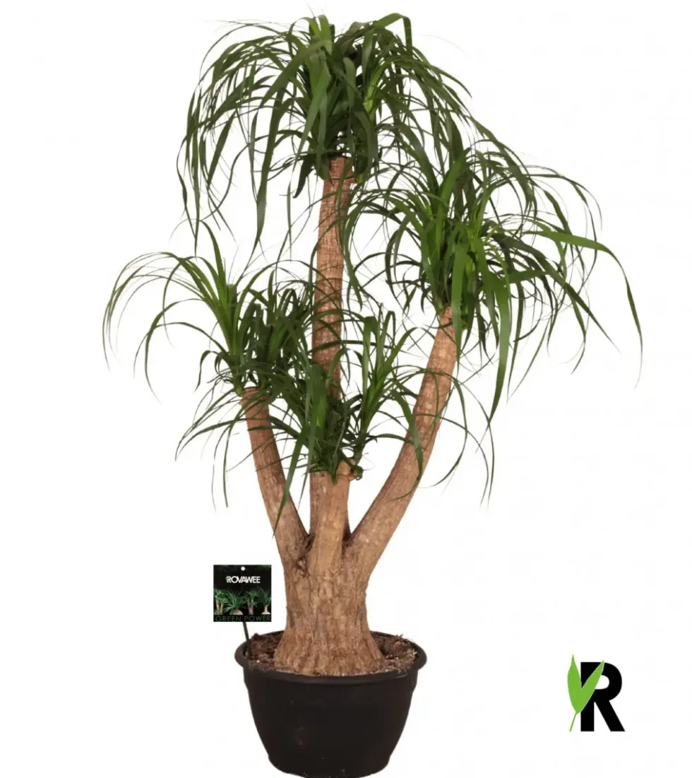 Beaucarnea ramifié. Le pot de Ø 30 x H 125 cm