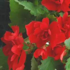 Begonia Pendula - Le pot de 2 litres