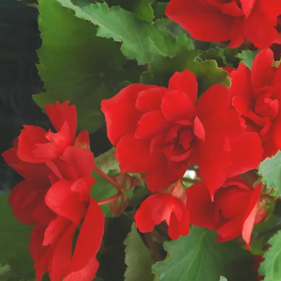 Begonia Pendula - Le pot de 2 litres