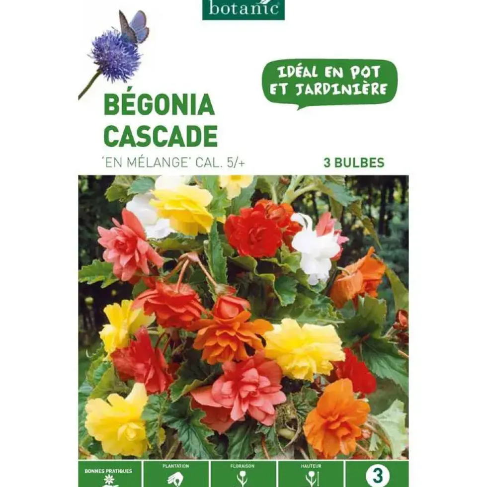 Bégonia Pendula en mélange botanic® - 3 bulbes