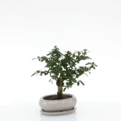 Bonsaï Carmona botanic® taille 1,5. Le pot