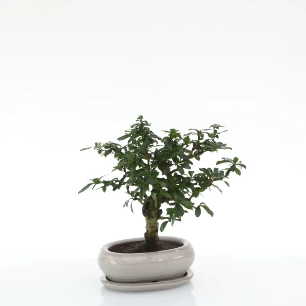 Bonsaï Carmona botanic® taille 1,5. Le pot