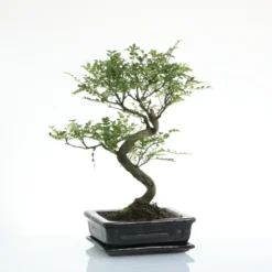 Bonsaï poivrier botanic® taille 4,2. Le pot