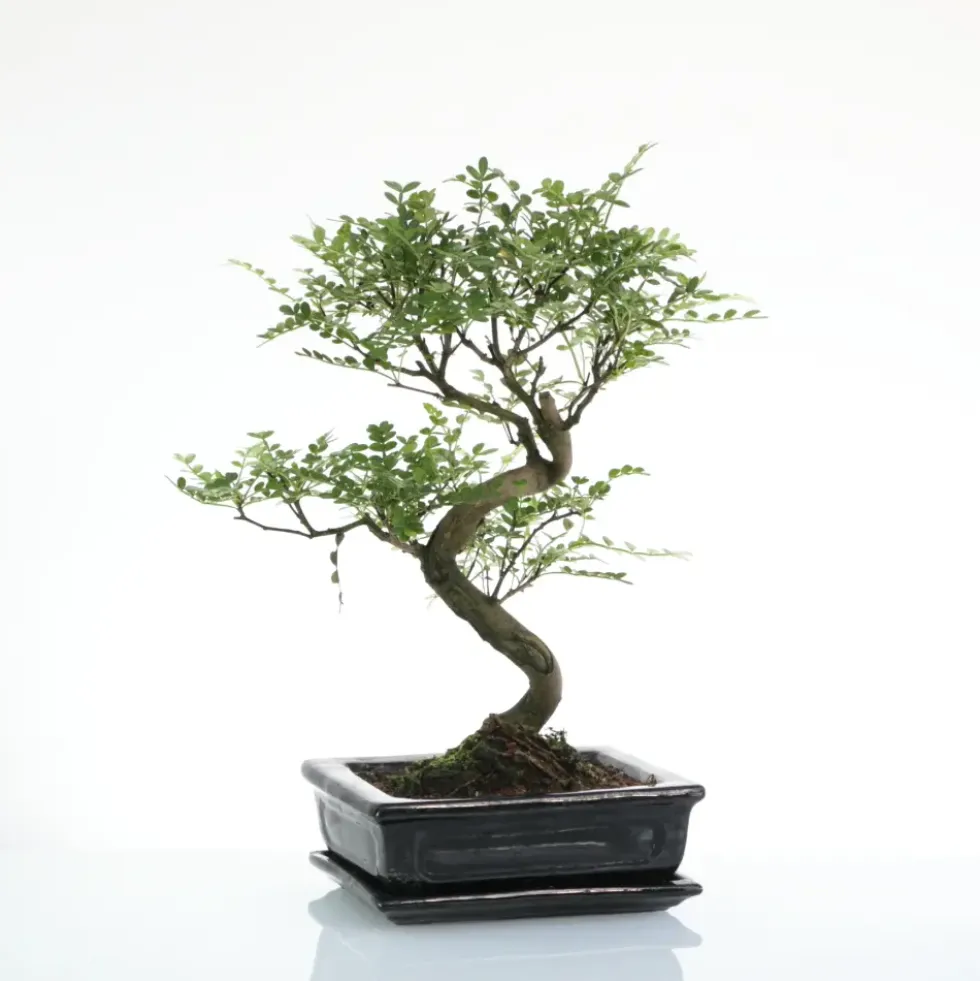 Bonsaï poivrier botanic® taille 4,2. Le pot