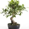 Bonsaï rempoté varié botanic® mix taille 1