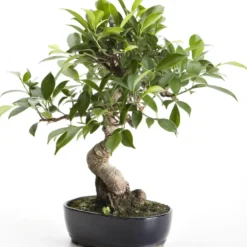 Bonsaï rempoté varié botanic® mix taille 1