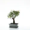 Bonsaï Syzygium botanic® taille 1,5. Le pot
