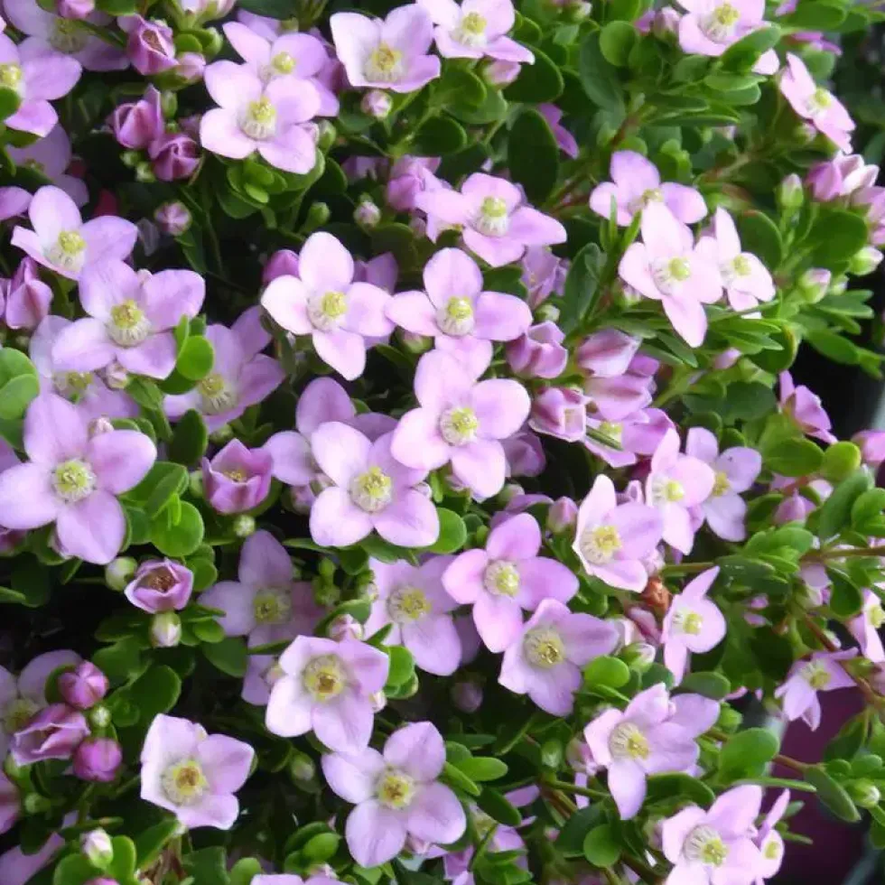 Boronia Tige - Le pot de 14 cm