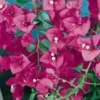 Bougainvillier Varié en colonne – 2m