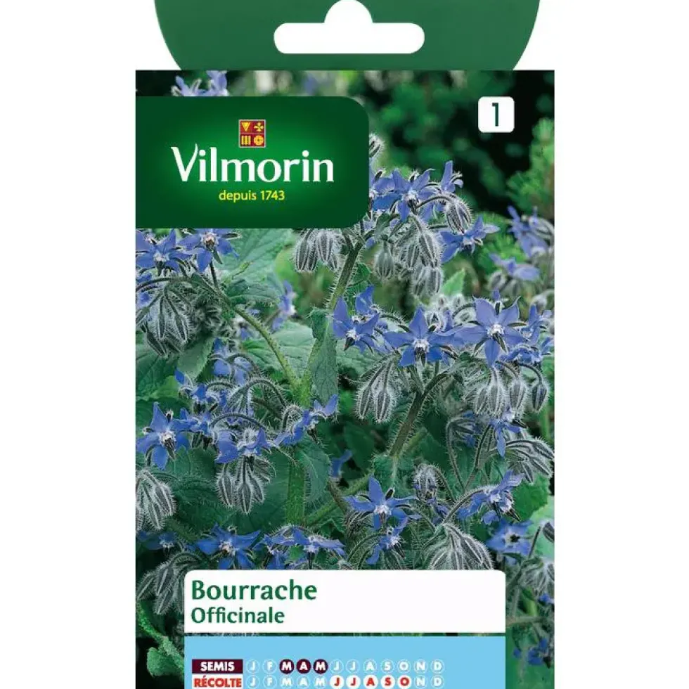 Bourrache Officinale Vilmorin - graines à semer