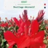 Bulbe de fleurs Canna Haut Assaut botanic® - 1 bulbe