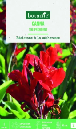 Bulbe de fleurs Canna Indica The President botanic® - 1 bulbe