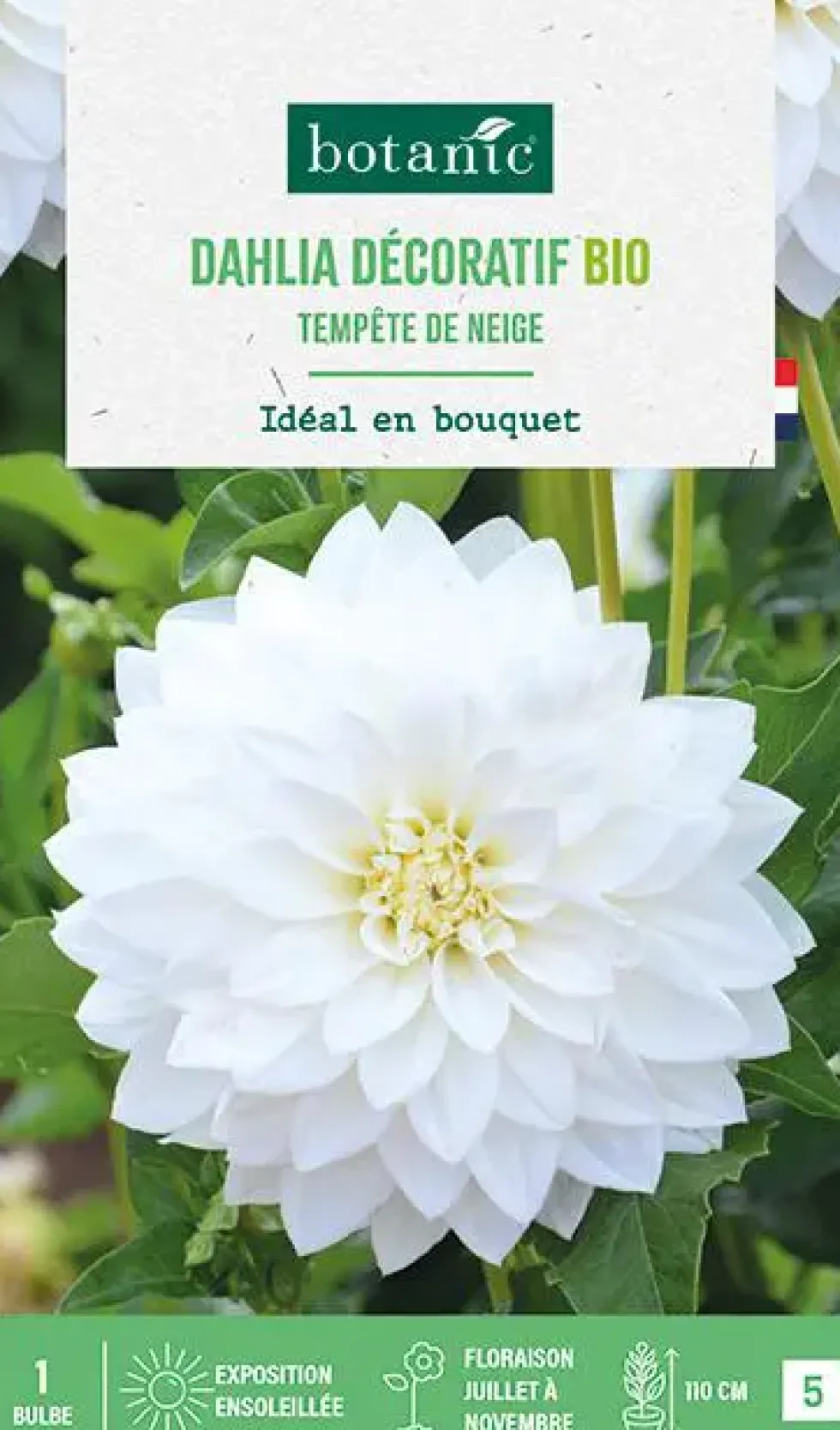 Bulbe de fleurs Dahlia décoratif Tempête de neige bio botanic® - 1 bulbe