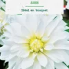 Bulbe de fleurs Dalhia décoratif Albion botanic® - 1 bulbe