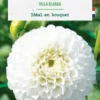 Bulbe de fleurs Dalhia pompon Villa Blanca botanic® - 1 bulbe