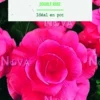 Bulbes de fleurs Bégonia double rose botanic® - 3 bulbes