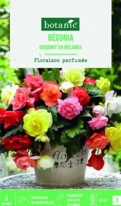 Bulbes de fleurs Bégonia Odorata mix botanic® - 3 bulbes