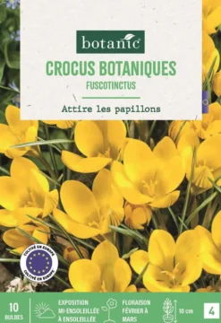 Bulbes de fleurs Crocus botaniques Fuscotinctus jaune botanic® - 10 bulbes