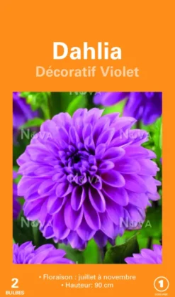 Bulbes de fleurs Dahlia décoratif violet botanic® – 2 bulbes
