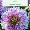 Bulbes de fleurs Dahlia décoratif Smokey botanic® - 2 bulbes