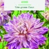 Bulbes de fleurs Dahlia décoratif Avignon bio botanic® - 2 bulbes