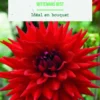 Bulbes de fleurs Dahlia semi-cactus Wittemans Best botanic® - 2 bulbes