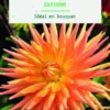 Bulbes de fleurs Dahlia semi-cactus Gold Crown botanic® - 2 bulbes