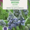 Bulbes de fleurs Muscari Blue Spike bleu botanic® - 12 bulbes