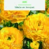 Bulbes de fleurs Renoncule asiatique jaune botanic® – 12 bulbes
