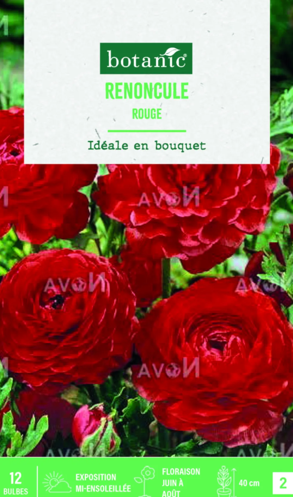 Bulbes de fleurs Renoncule asiatique rouge botanic® – 12 bulbes