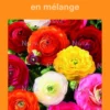 Bulbes de fleurs Renoncules asiatiques en mélange botanic® – 12 bulbes