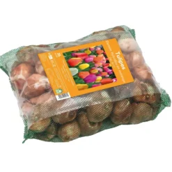 Bulbes de fleurs Tulipe Darwin hybride mix botanic® - 35 bulbes