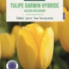 Bulbes de fleurs Tulipe Darwin hybride Golden Apeldoorn jaune botanic® - 7 bulbes