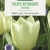Bulbes de fleurs Tulipe fosteriana Purissima crème botanic® - 7 bulbes