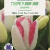 Bulbes de fleurs Tulipe pluriflore Graceland rose botanic® - 7 bulbes
